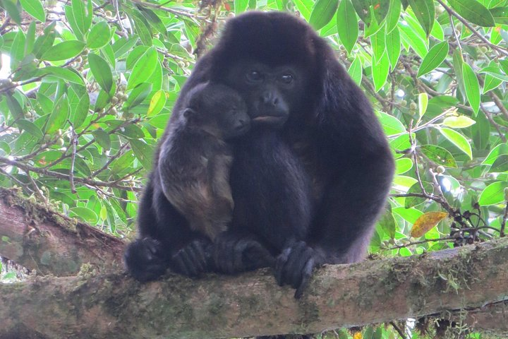 Natural History Tour at Curi Cancha Reserve in Monteverde - Photo 1 of 24